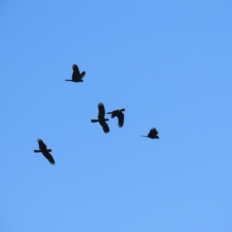 Birdlife