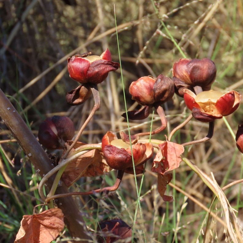 Unusual plant/flower