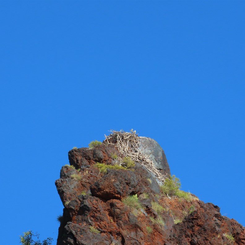 Osprey Nest
