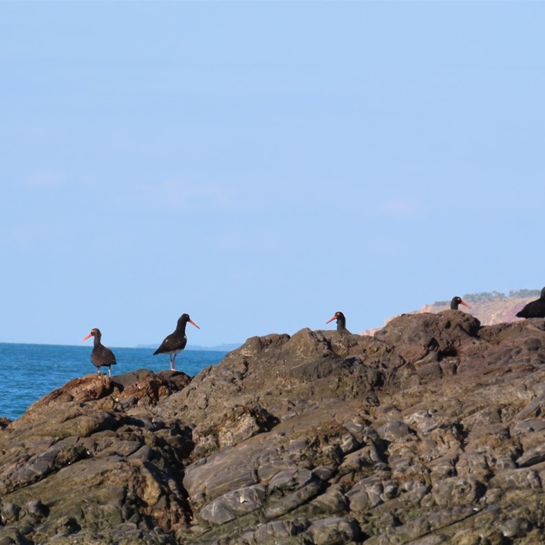 Oyster Catchers