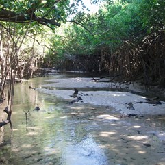 Leveque Mangroves