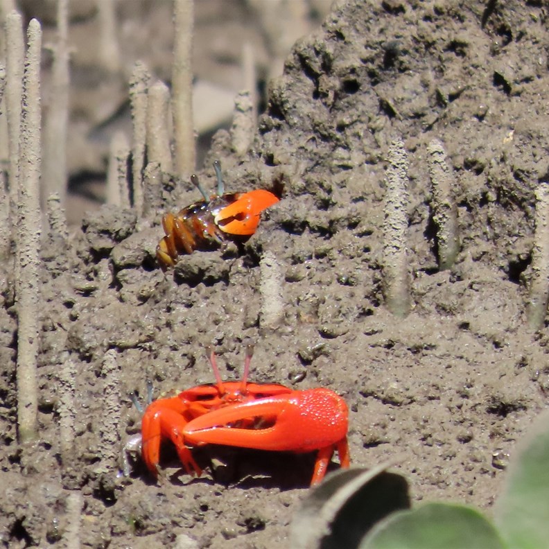 Flame-backed Fiddler Crabs