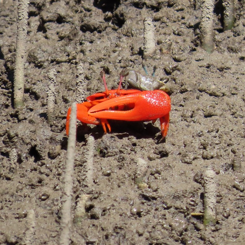 Flame-backed Fiddler Crab