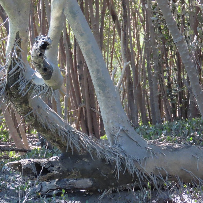 Mangroves