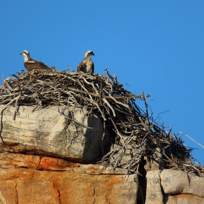 Baby Osprey in the Nest