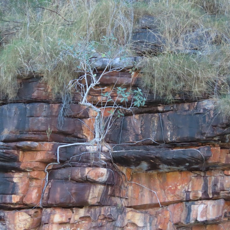 Rock Fig