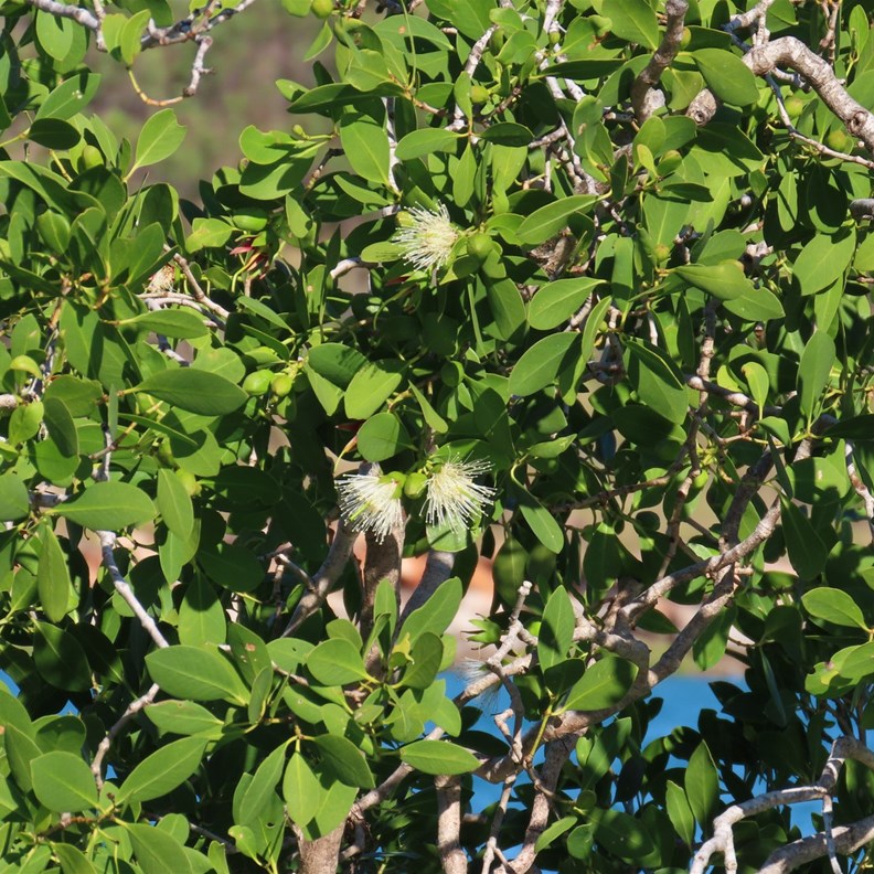 Apple Mangrove
