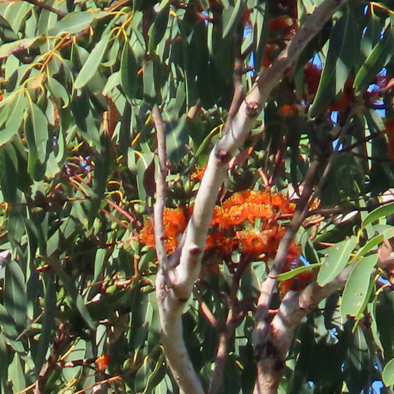 Woolley Bark Eucalyptus