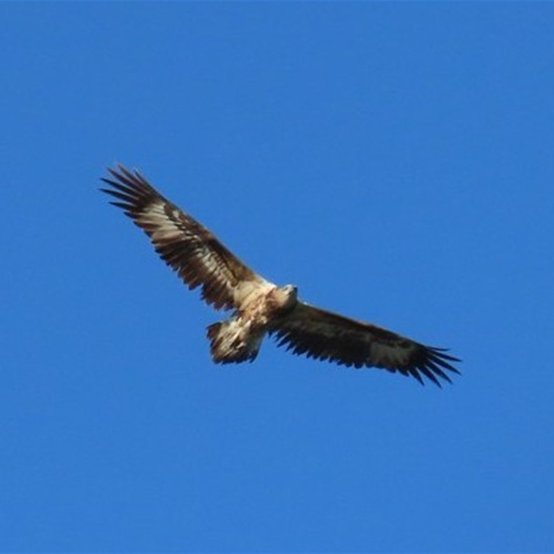 Wedge Tail Eagle
