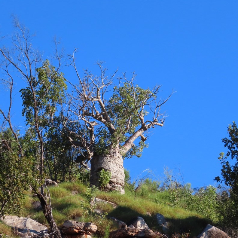 Boab Tree 