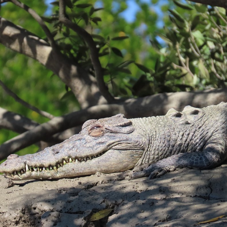 Crocodile