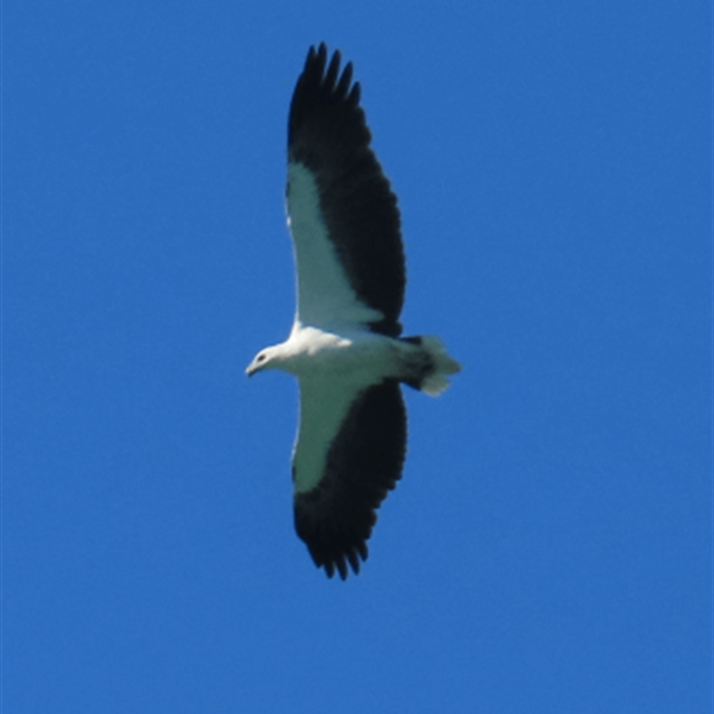 White Bellied Sea Eagle