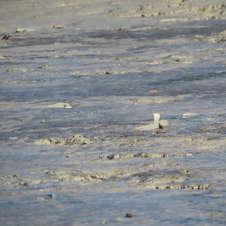 Mud Skipper