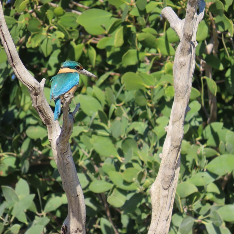 Kingfisher