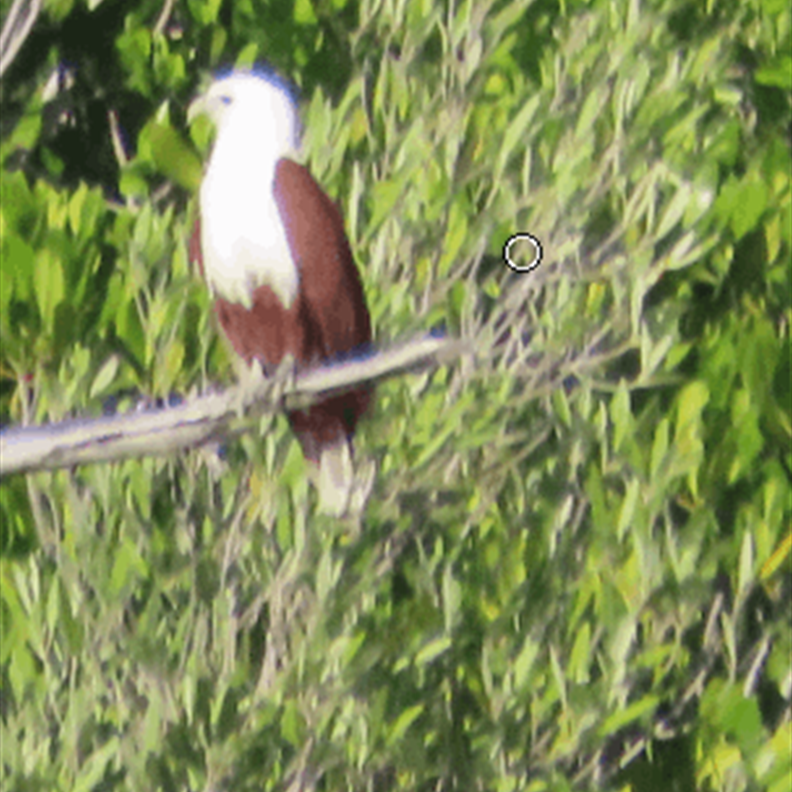 Brahminy Kite