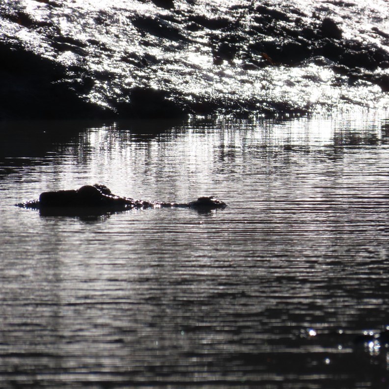 Submerged Crocodile