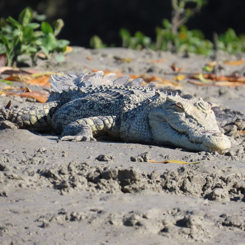 Crocodile