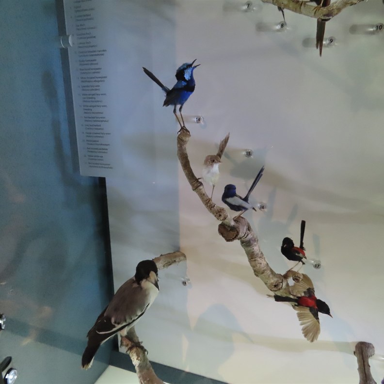 Beautiful wrens