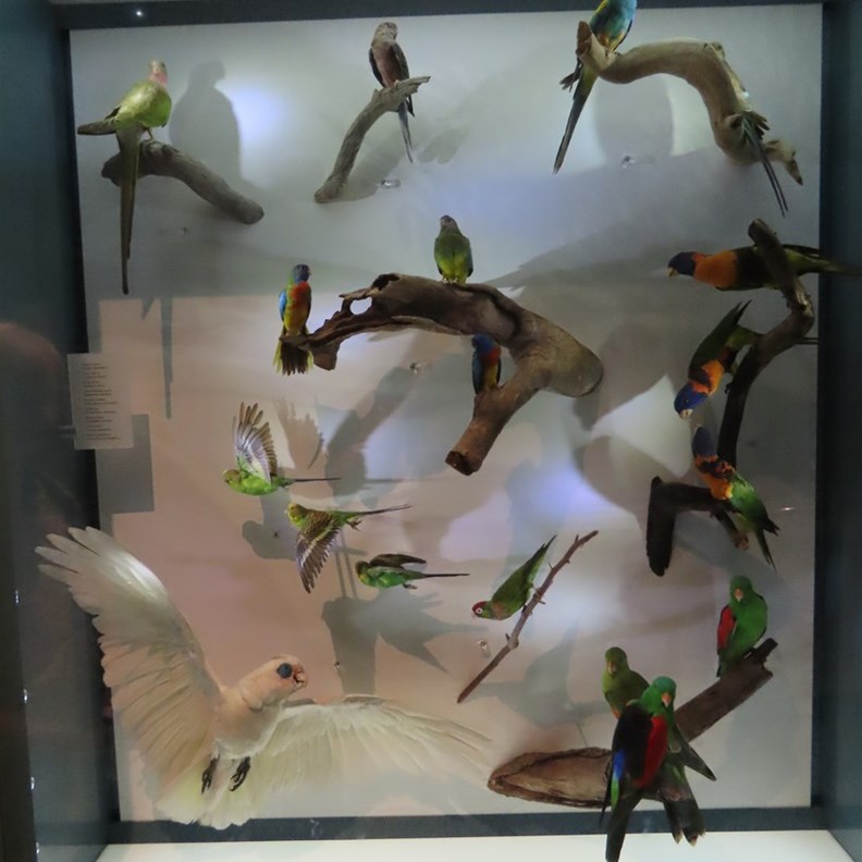 Parrots