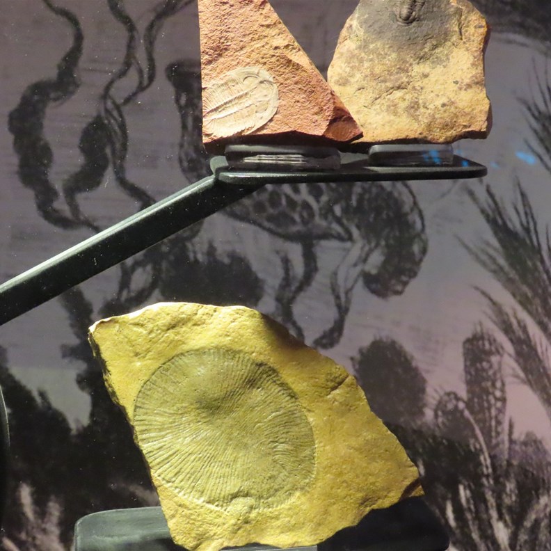 Precambrian and Cambrian fossils