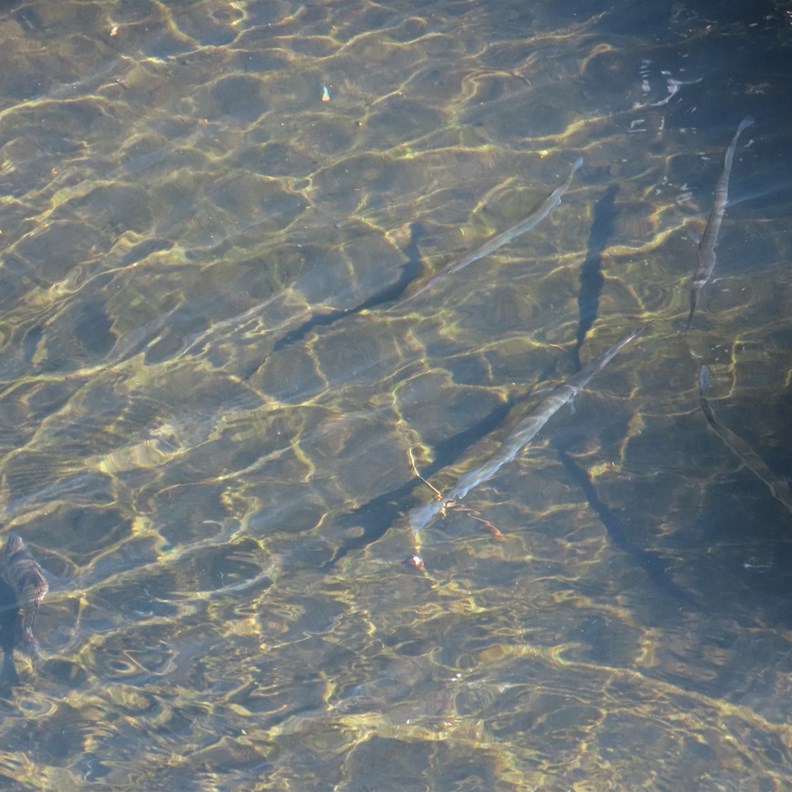 Longtom FIsh
