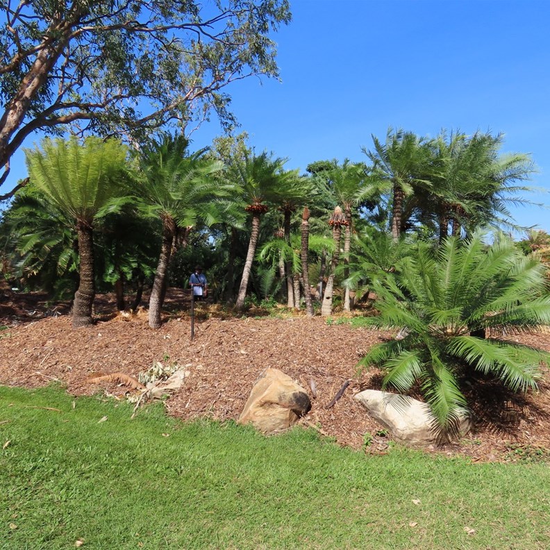 Cycads