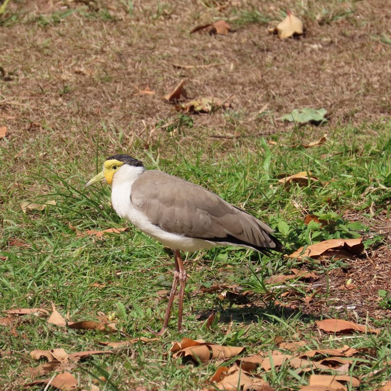 There were many plovers in the beach area