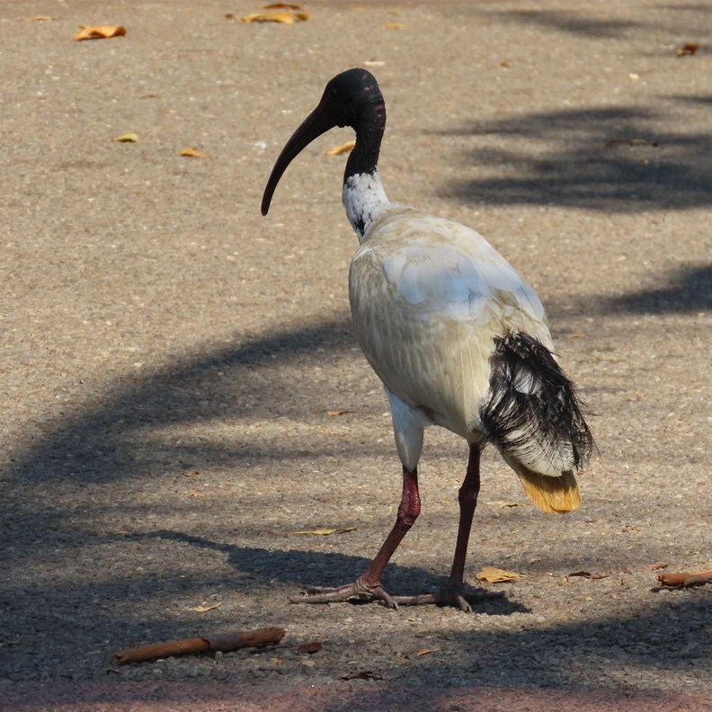Also many Australian White Ibis