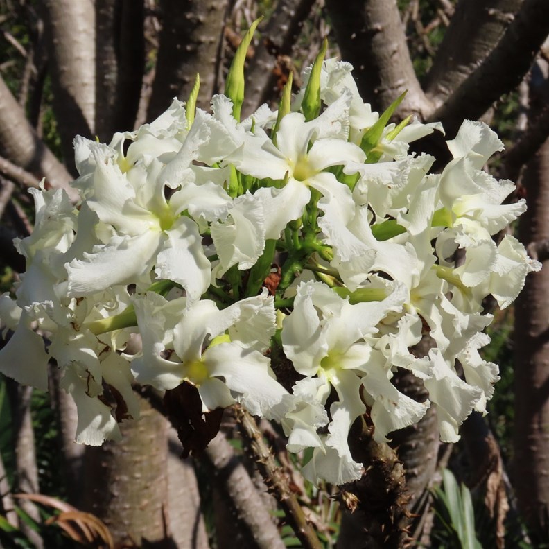 Madagascar Palm Flower