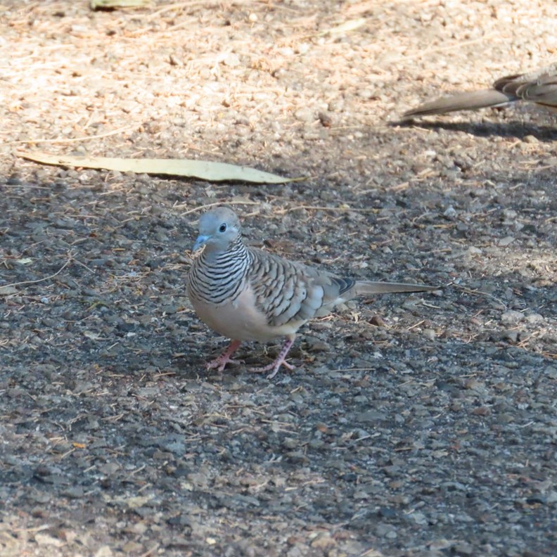 Peaceful Dove a very small native Australian dove
