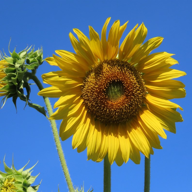 Bright Beauty of Sunflowers