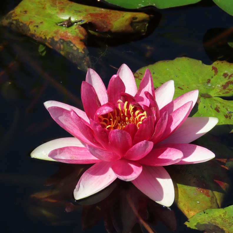 Water Lily