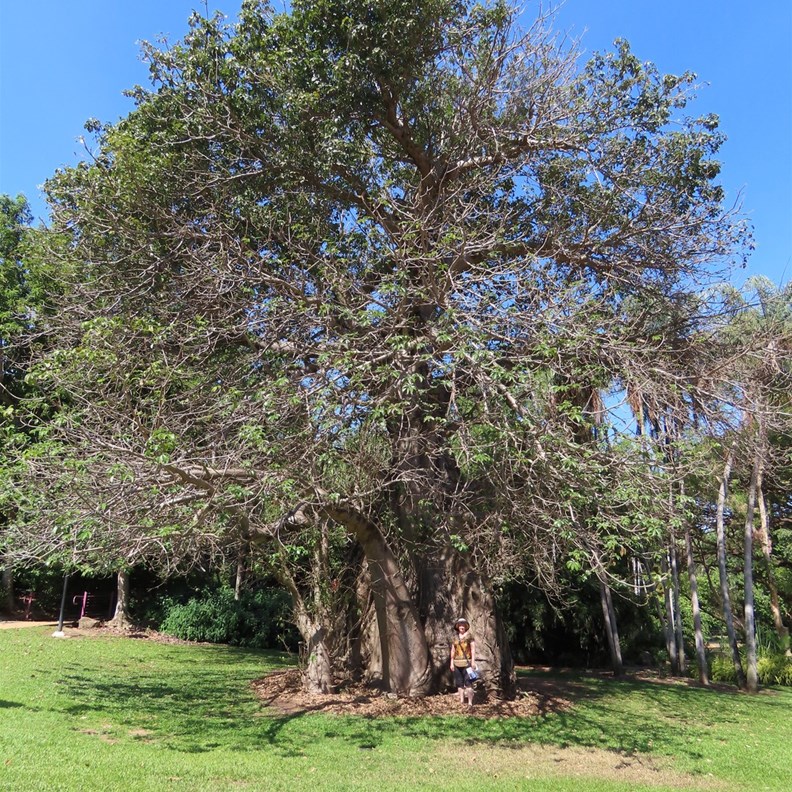 Massive Baobab Tree