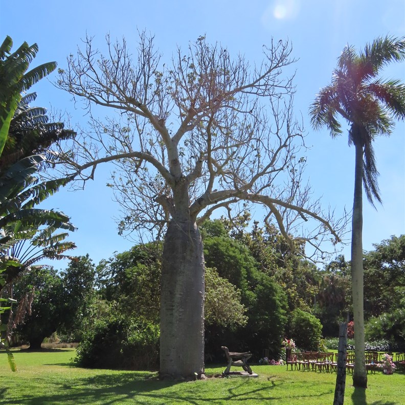 Bottle Tree