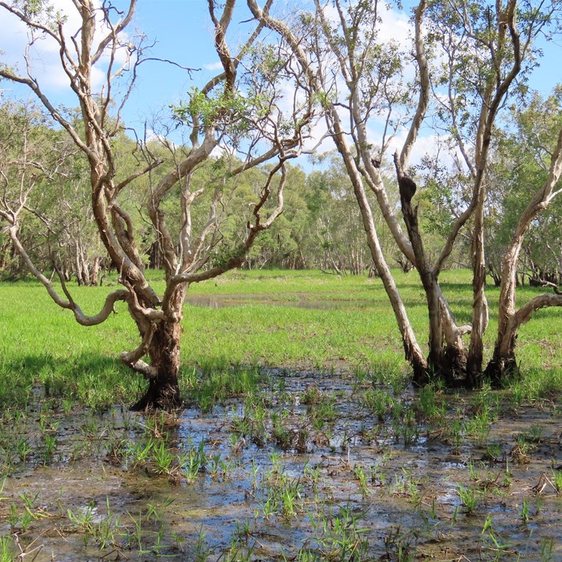 Monsoon Forest Walk 4