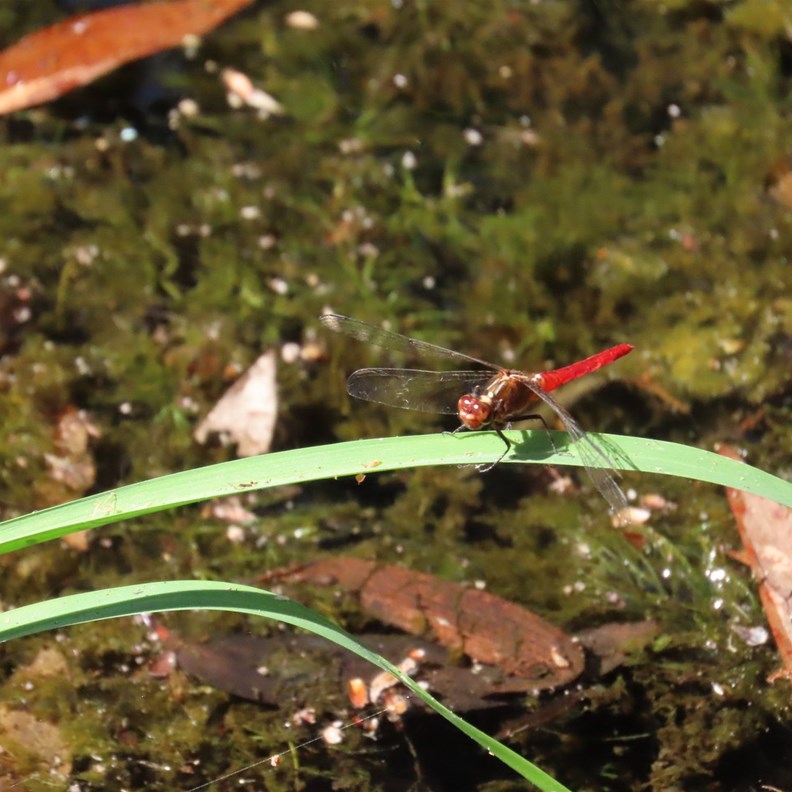 Dragonfly