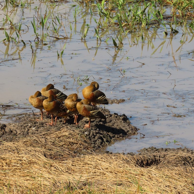 Plumed Whistling-Ducks