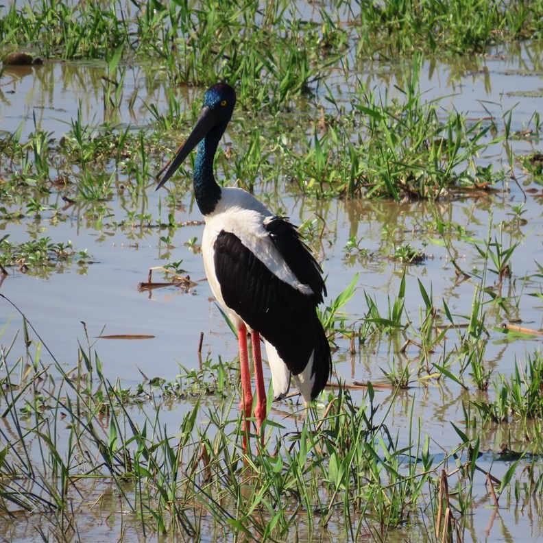 Black-necked Stork