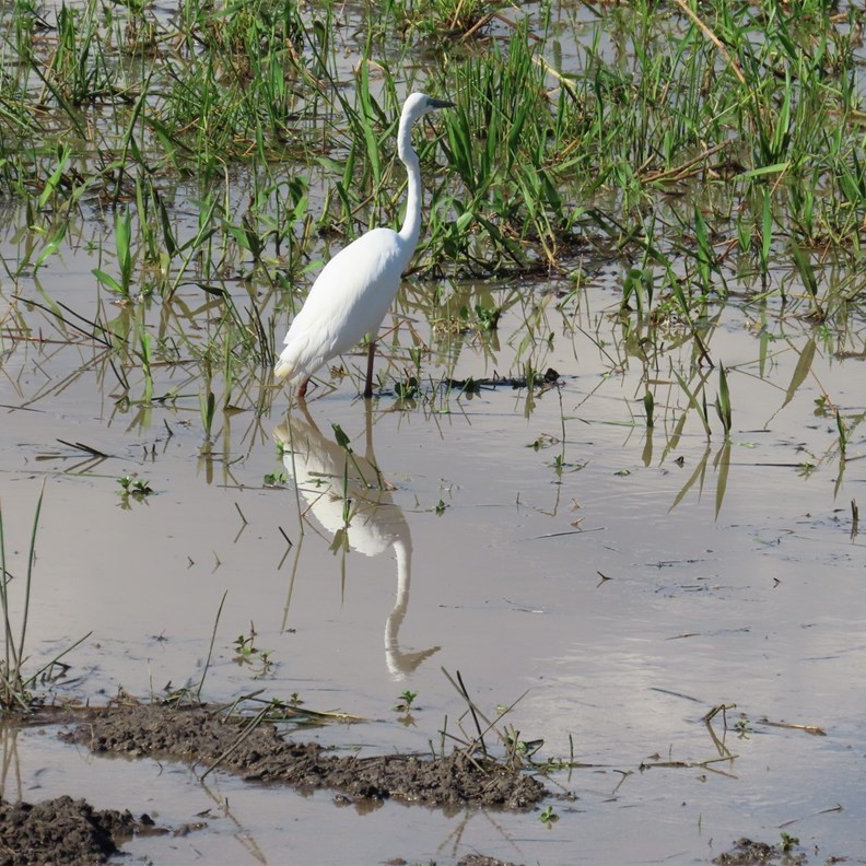 Plumed Egret