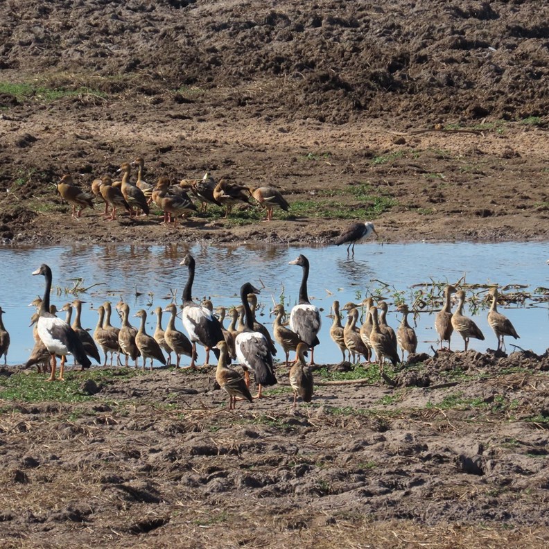 Water birds