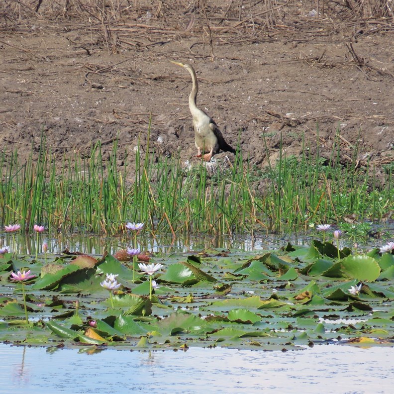Australasian Darter
