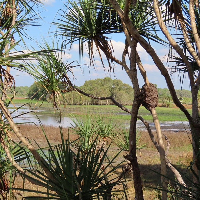 Monsoon Forest Walk 6