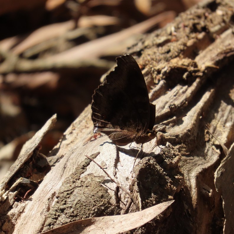Butterfly 2