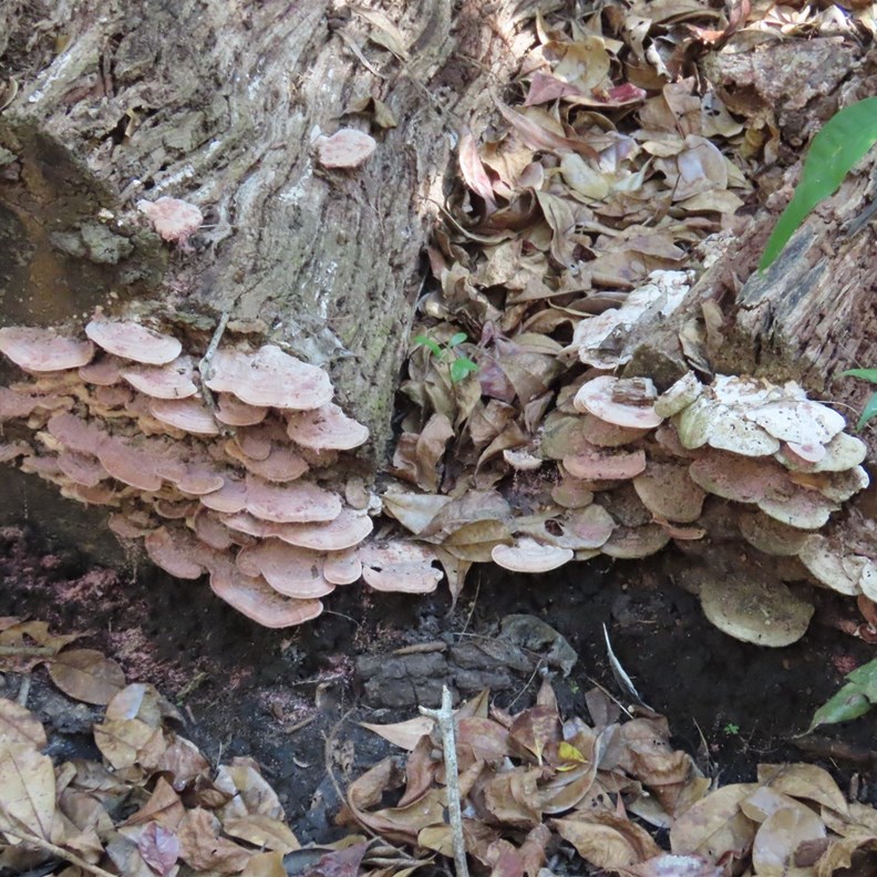 Fungi