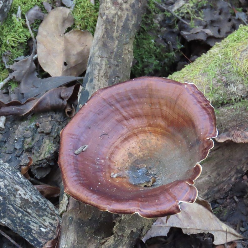 Fungi 2