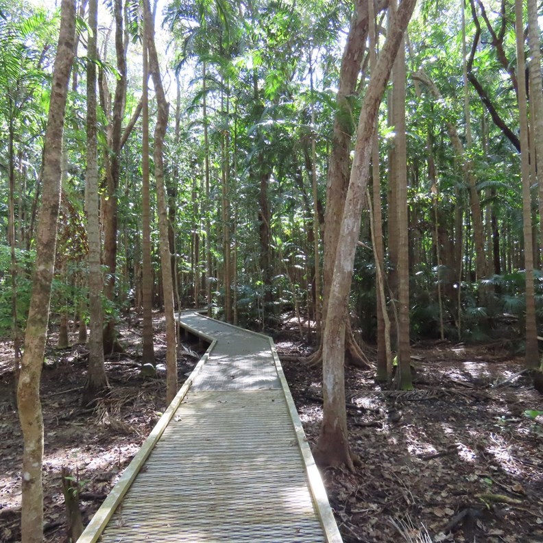 Monsoon Forest Walk