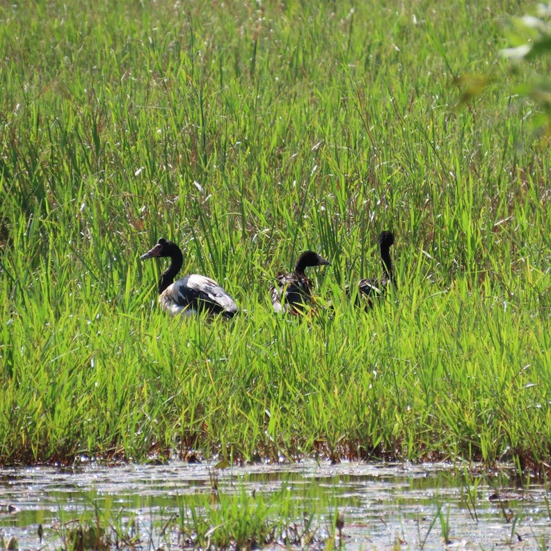 Ducks