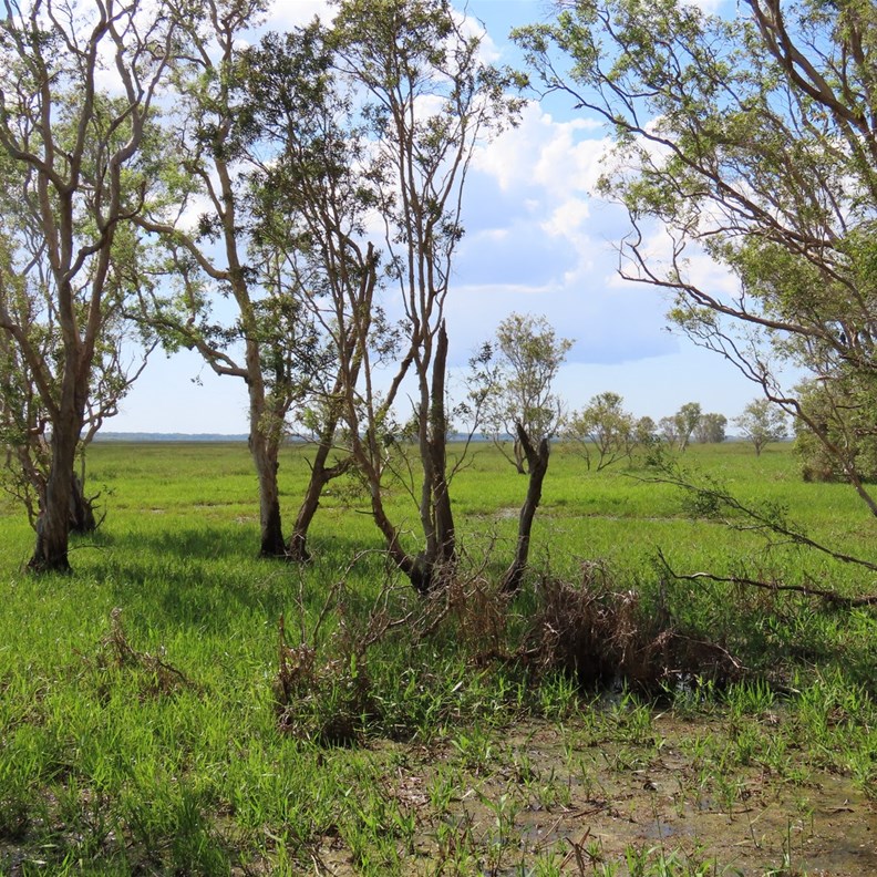 Monsoon Forest Walk 3