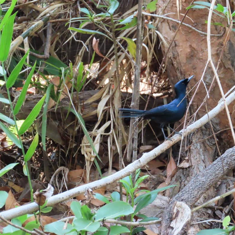 Shining Flycatcher