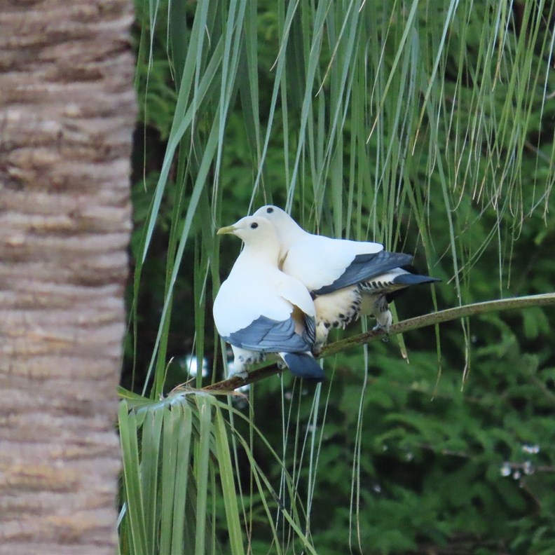 Pair of Torresian Imperial-Pigeons 